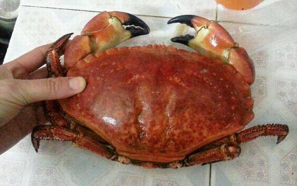 螃蟹种类及图片大全