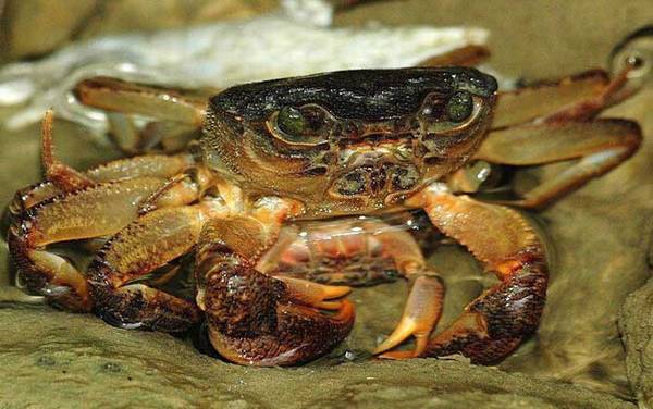螃蟹种类及图片大全