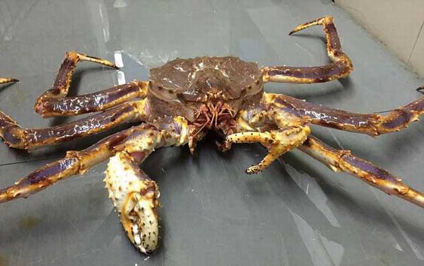 螃蟹种类及图片大全