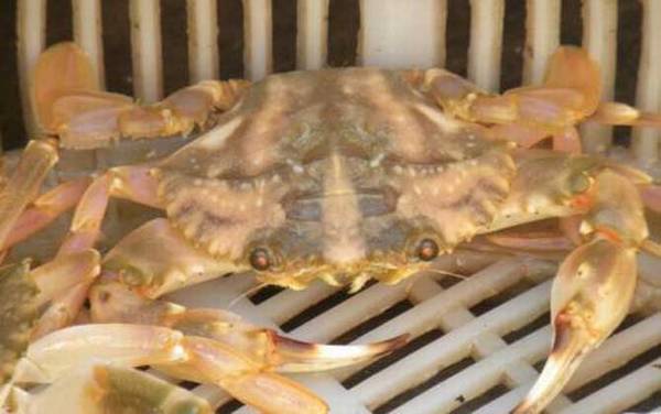 螃蟹种类及图片大全