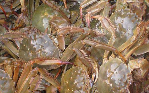 螃蟹是什么动物?