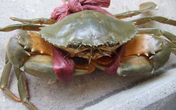 螃蟹是什么动物?