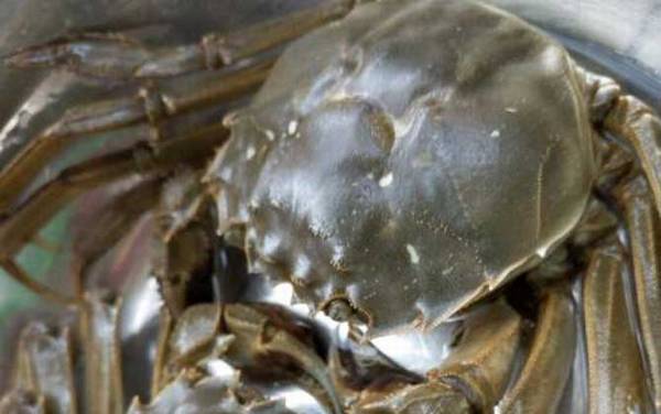 螃蟹是什么动物?