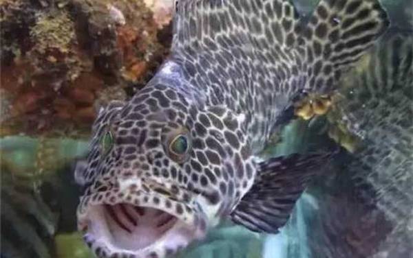 石斑鱼的生活习性及特点