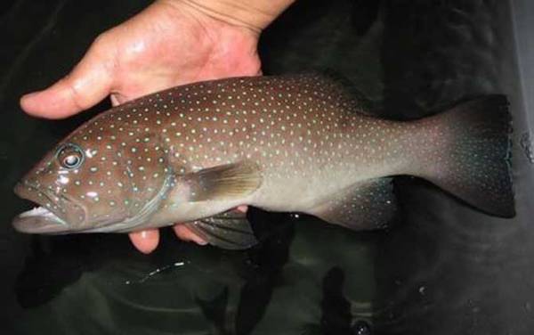 石斑鱼是海鱼还是淡水鱼?