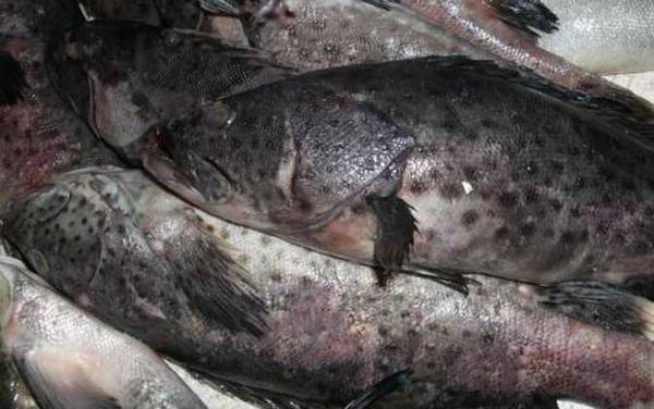 石斑鱼是海鱼还是淡水鱼?