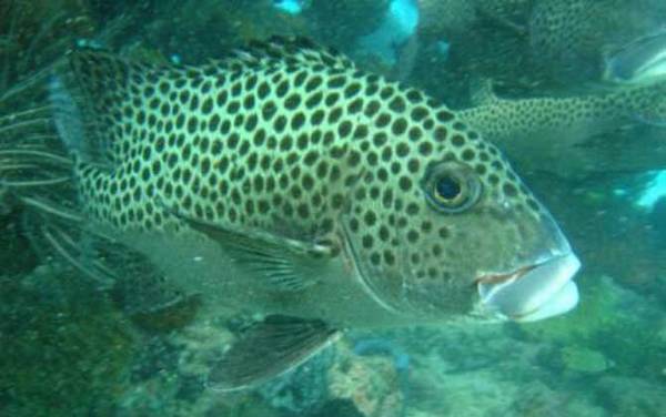 石斑鱼的生活习性及特点