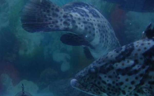 石斑鱼吃什么食物?