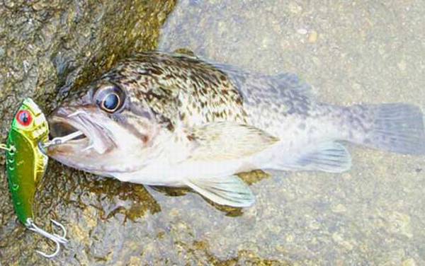 石斑鱼吃什么食物?