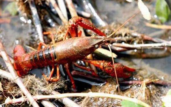 小龙虾吃什么食物?