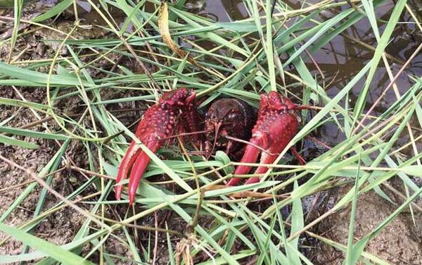 小龙虾和龙虾有什么区别?