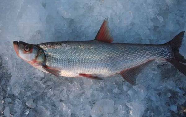 翘嘴和白条有什么区别?