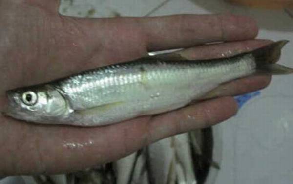 翘嘴和白条有什么区别?