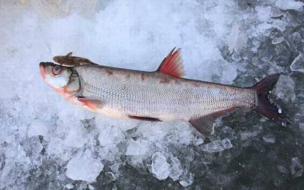 翘嘴红鲌的生活习性及特点