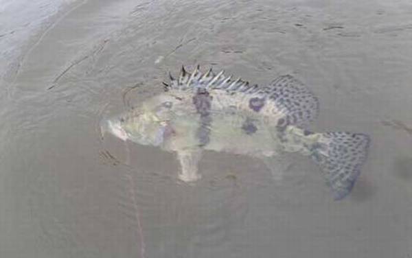 桂鱼是淡水鱼还是海鱼?