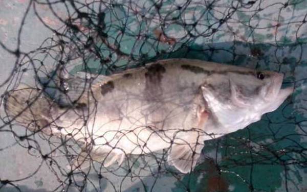 桂鱼是淡水鱼还是海鱼?