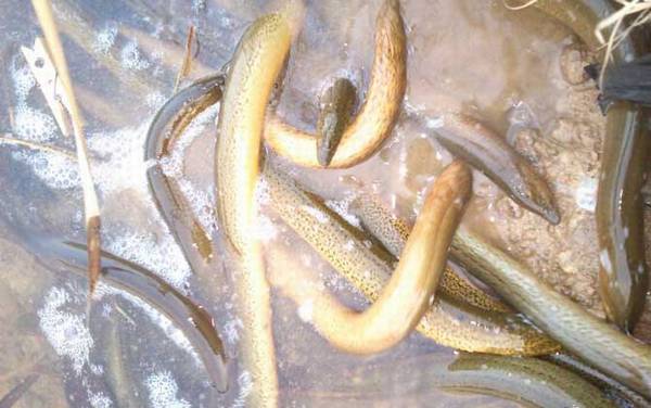 黄鳝体内有寄生虫吗?