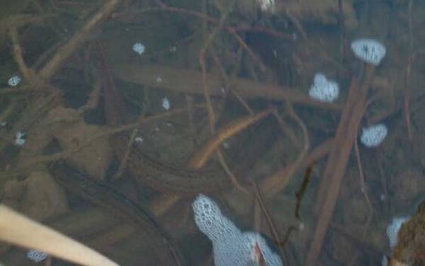 黄鳝体内有寄生虫吗?