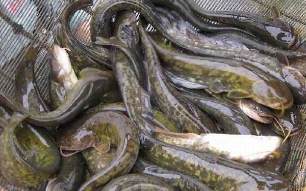 黑鱼和鲶鱼有什么区别?