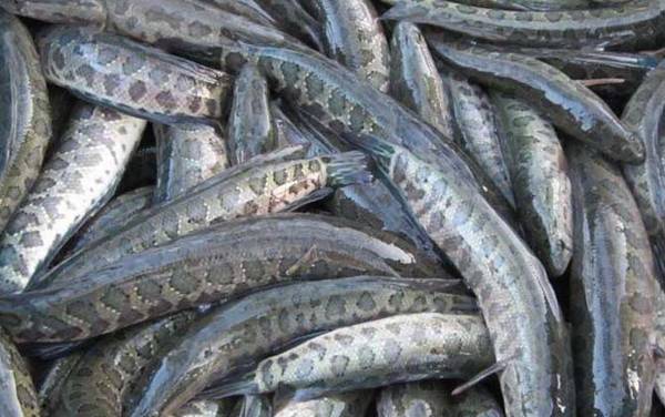 黑鱼和鲶鱼有什么区别?