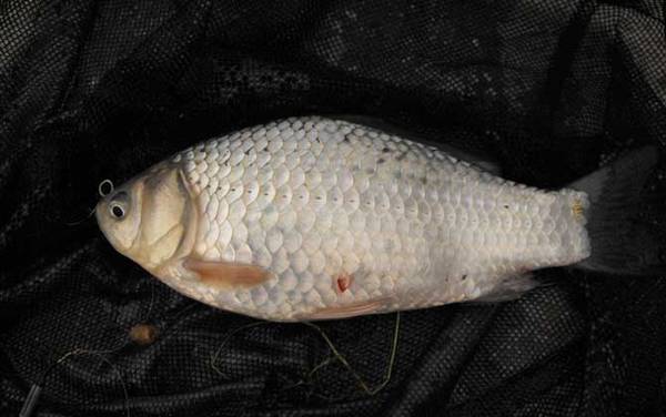 鲫鱼有几个品种?