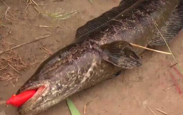 鲈鱼和黑鱼哪个刺多?