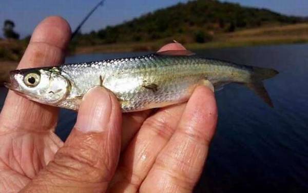 野河里常见的小鱼有哪些?