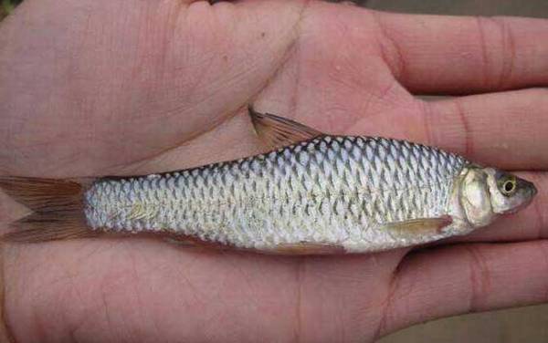 野河里常见的小鱼有哪些?
