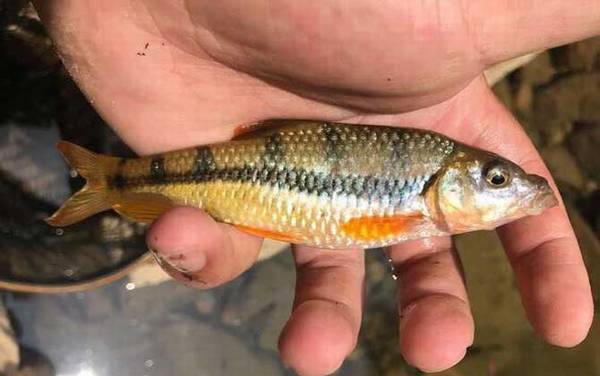 野河里常见的小鱼有哪些?