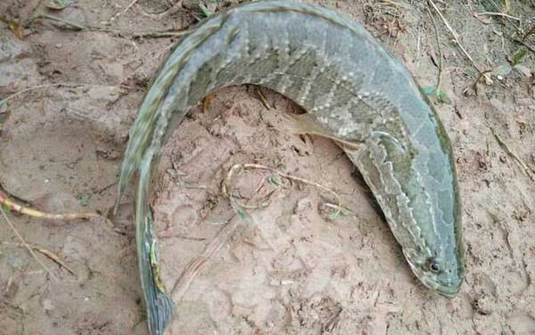 ����һ����Գ����