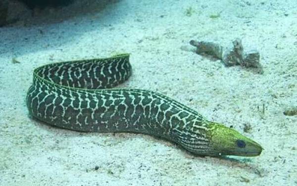 蛇鱼是什么鱼?