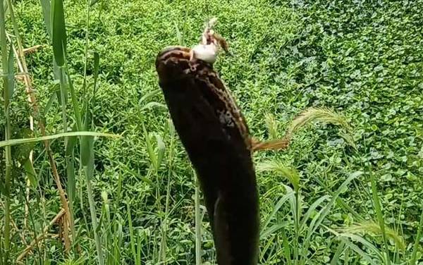 家里养黑鱼吉利吗?