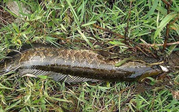 为什么都说黑鱼有毒?