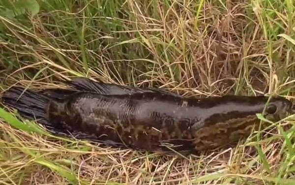 为什么说黑鱼通灵性?