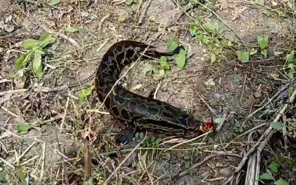 火头鱼是黑鱼吗?