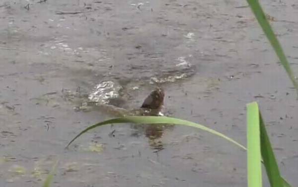 为什么说黑鱼是鬼鱼?