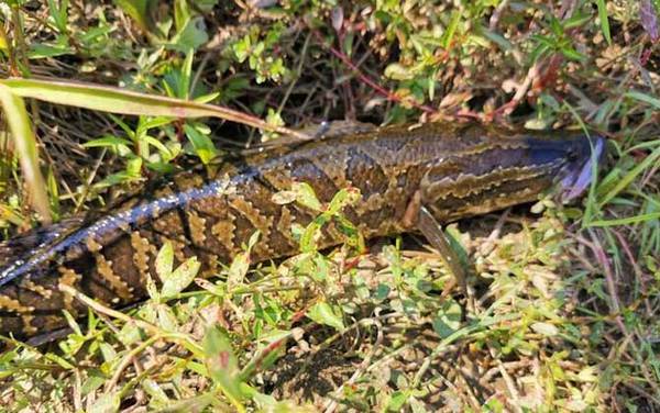 不吃黑鱼的民间说法有哪些?