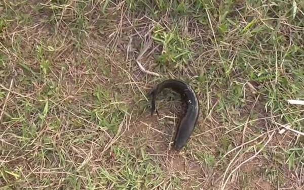 黑鱼死了可不可以吃?