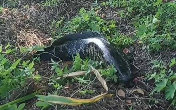 黑鱼为什么有蟒蛇纹?