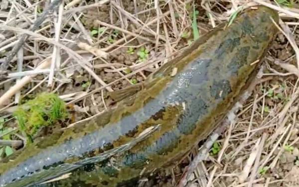 黑鱼为什么有蟒蛇纹?