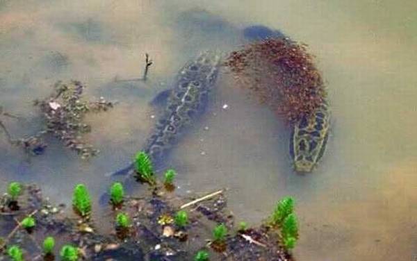 黑鱼苗为什么跟着大黑鱼?