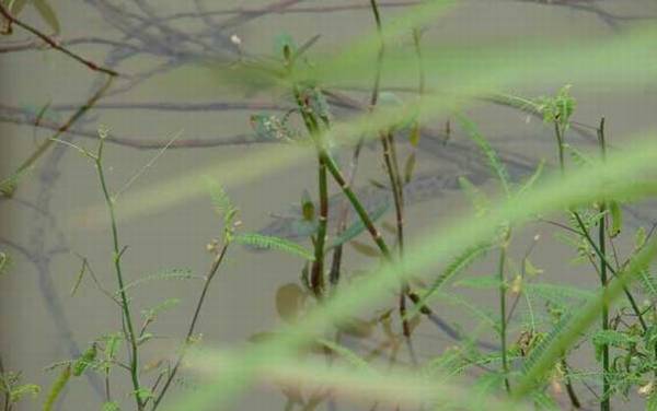 黑鱼苗为什么跟着大黑鱼?