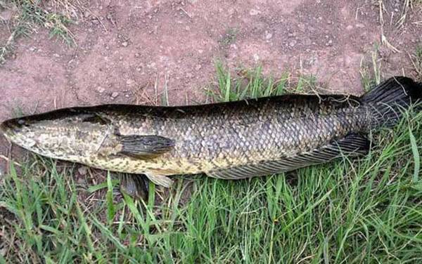 吃黑鱼为什么要剥皮?