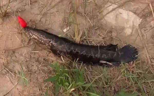 黑鱼产子失明是真的吗?