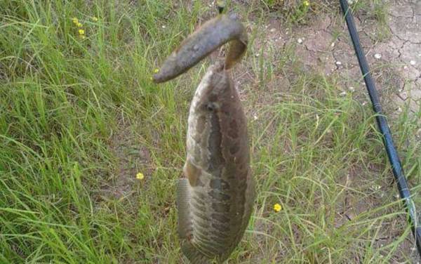 黑鱼为何打不过鲶鱼?