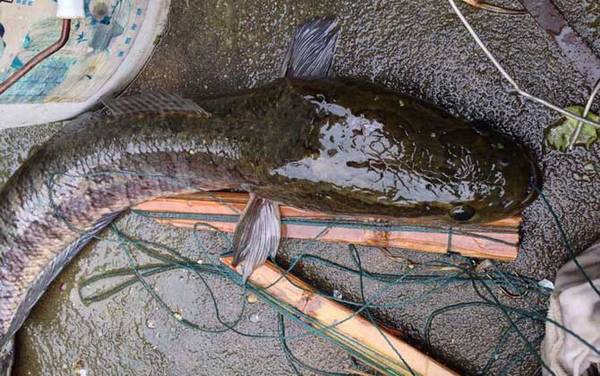 黑鱼为何打不过鲶鱼?