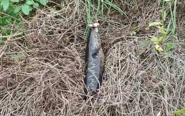 黑鱼苗吃什么食物?