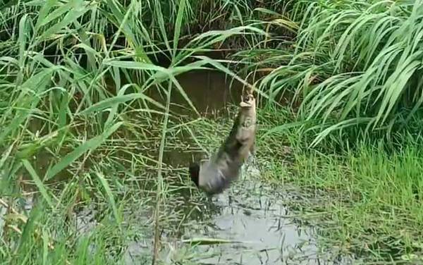 黑鱼苗吃什么食物?