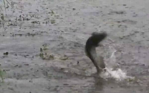 黑鱼苗吃什么食物?