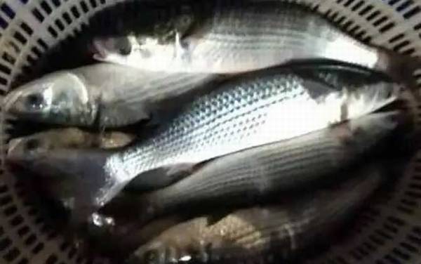 乌鱼子的乌鱼是什么鱼?